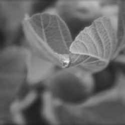 Raindrop on a Fig Leaf